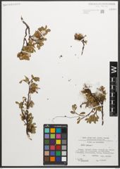 Foto von Salix retusa L.